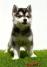 Pomsky-pomski (pomeranac + haski)