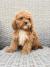 Cavapoo-Kavapu (cavalier king charles spaniel + pudla)