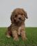 Cavapoo-Kavapu (cavalier king charles spaniel + pudla)