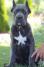 Cane Corso, vrhunski štenci
