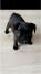 Francuski buldog