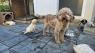 Lagotto Romagnolo, kvalitetni štenci