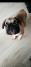 Francuski buldog