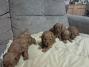 Crvena toj pudla ( Toy Poodle )