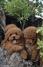 Pudle i maltipoo, prelepi štenci