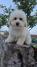 Pudle i maltipoo, prelepi štenci