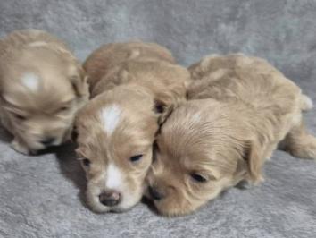 Maltipoo štenci, prelepe bebe
