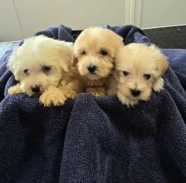 Prelepi Maltipoo štenci