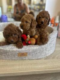 Francuske Toy i patuljaste pudle, prelepe bebe