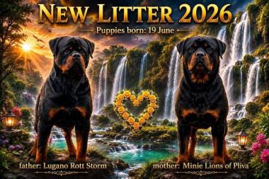 ROTVAJLER (ROTTWEILER) ŠTENCI