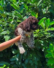 Lagotto Romagnolo štenci