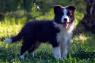 Border Collie - Border koli štenad