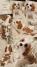 Vrhunski Cavalier King Charls Spaniel oba pola