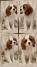 Vrhunski Cavalier King Charls Spaniel oba pola