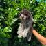 Lagotto Romagnolo štenci