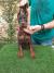 Doberman