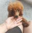 Crvena toy pudla