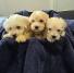 Prelepi Maltipoo štenci