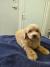 Prelepi Maltipoo štenci