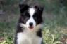 Border Collie - Border koli štenad