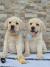 LABRADOR RETRIVER ŠTENCI, PRELEPI