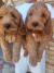 Cockapoo štenci