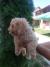 Cockapoo štenci