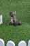 Francuski budog