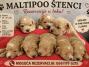 Maltipoo štenci, prelepe bebe