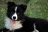 Border Collie - Border koli štenad