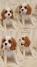 Vrhunski Cavalier King Charls Spaniel oba pola