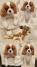 Vrhunski Cavalier King Charls Spaniel oba pola