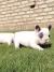 Francuski buldog