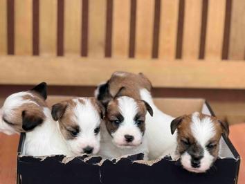 Oštrodlaki Džek Rasel terijer (Jack Russell Terrier) štenci