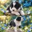Border collie štenci