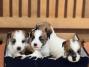 Oštrodlaki Džek Rasel terijer (Jack Russell Terrier) štenci