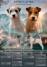 Oštrodlaki Džek Rasel terijer (Jack Russell Terrier) štenci