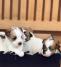 Oštrodlaki Džek Rasel terijer (Jack Russell Terrier) štenci