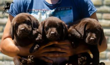 Čokoladni Labrador Retriver štenci