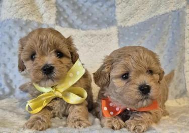 The Maltipoo is a great companion dog