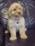 Labradoodle F1b preslatki štenci
