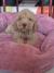 Labradoodle F1b preslatki štenci