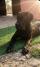 Cane Corso mlad pas