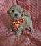 The Maltipoo is a great companion dog